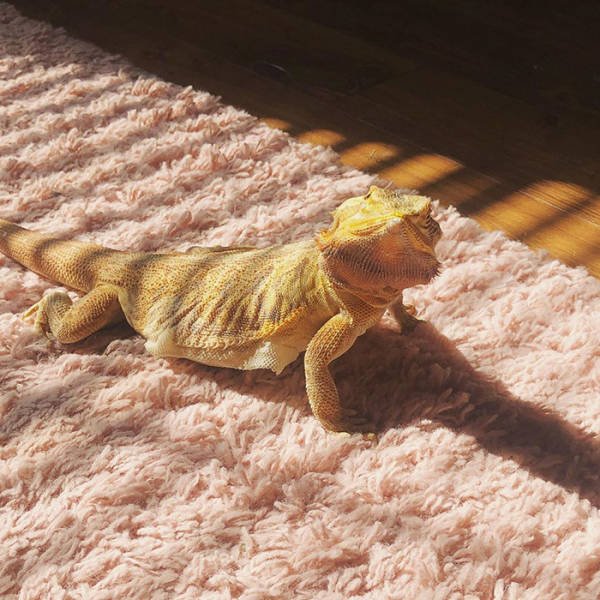They Love The Sun (30 pics)