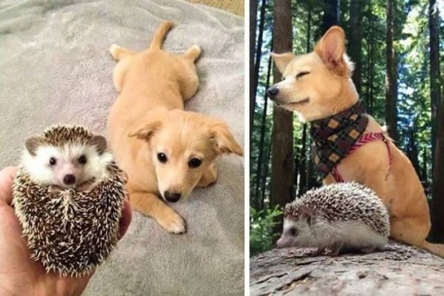 People Share Their Cute And Funny Pets (32 pics)