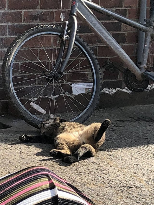 They Love The Sun (30 pics) They Love The Sun (30 pics)