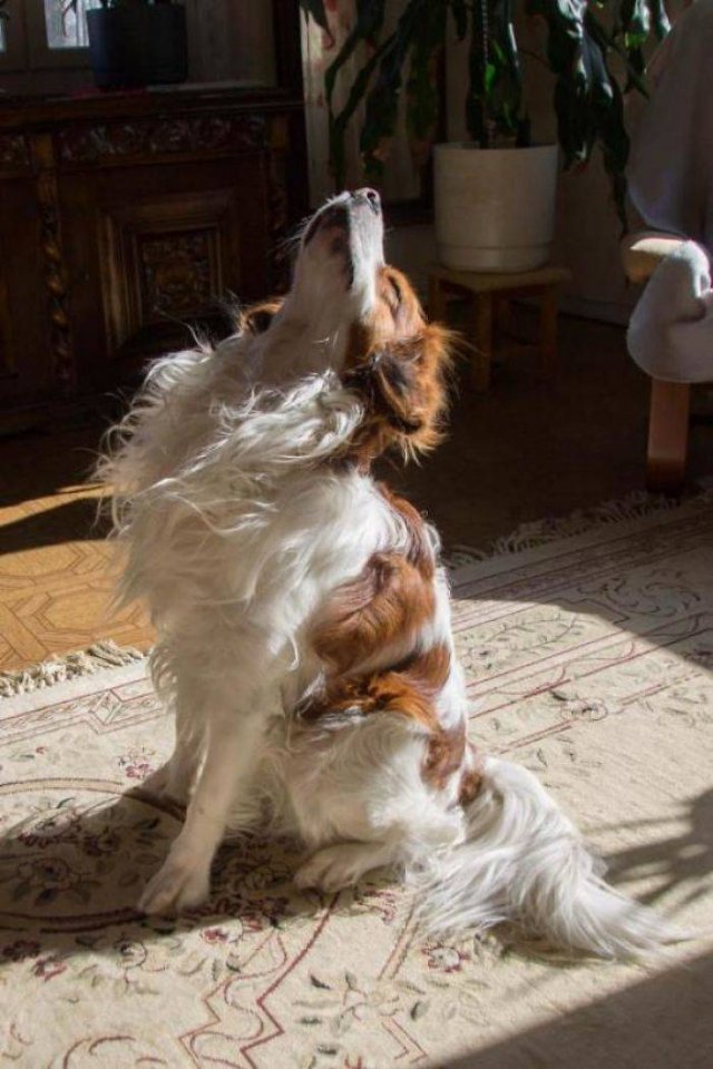 They Love The Sun (30 pics)