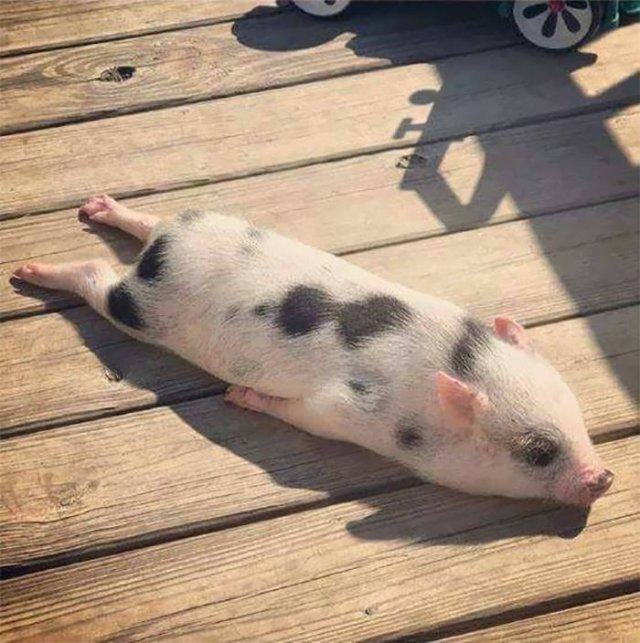 They Love The Sun (30 pics) They Love The Sun (30 pics)