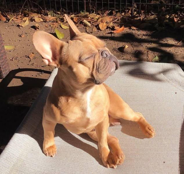 They Love The Sun (30 pics) They Love The Sun (30 pics)