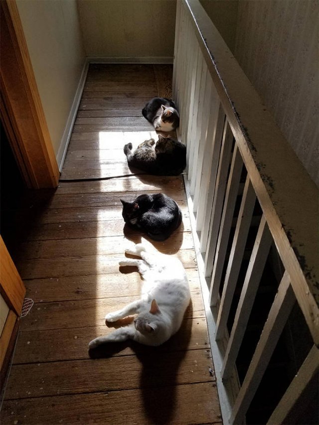 They Love The Sun (30 pics)