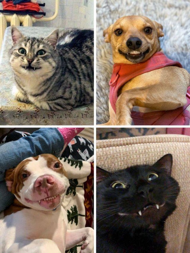 People Share Their Cute And Funny Pets (32 pics)