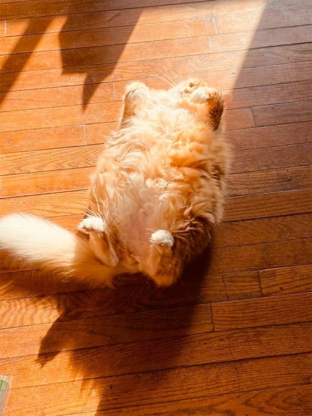 They Love The Sun (30 pics)