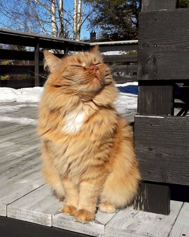 They Love The Sun (30 pics) They Love The Sun (30 pics)