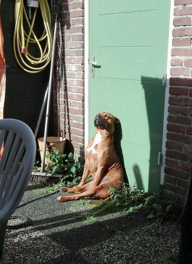 They Love The Sun (30 pics) They Love The Sun (30 pics)