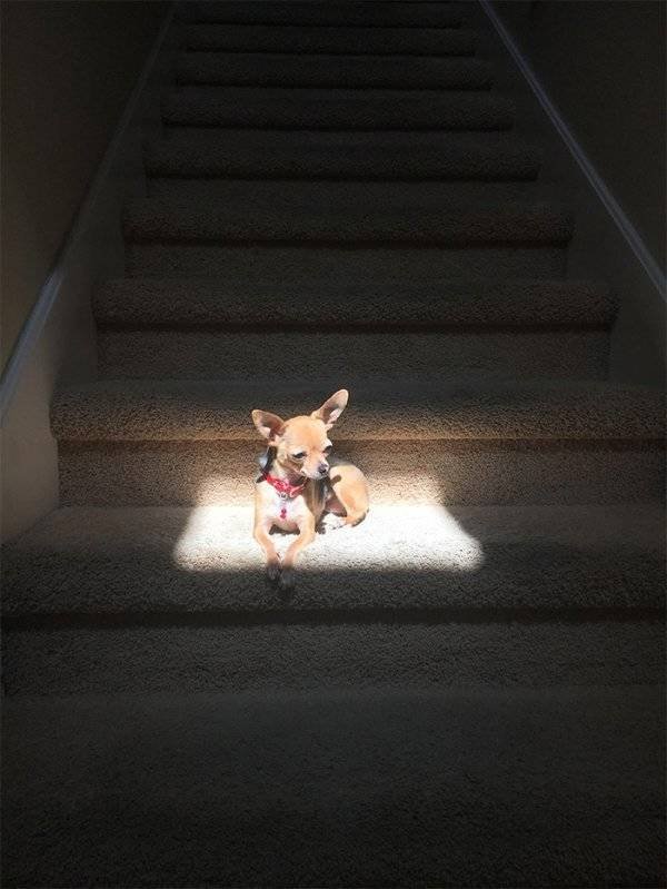 Funny Animals (55 pics)