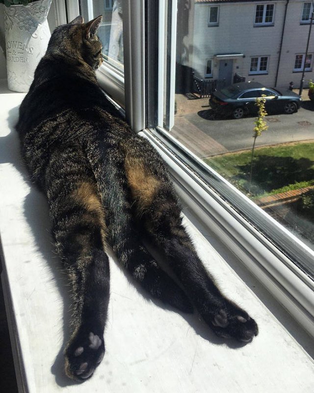 They Love The Sun (30 pics)