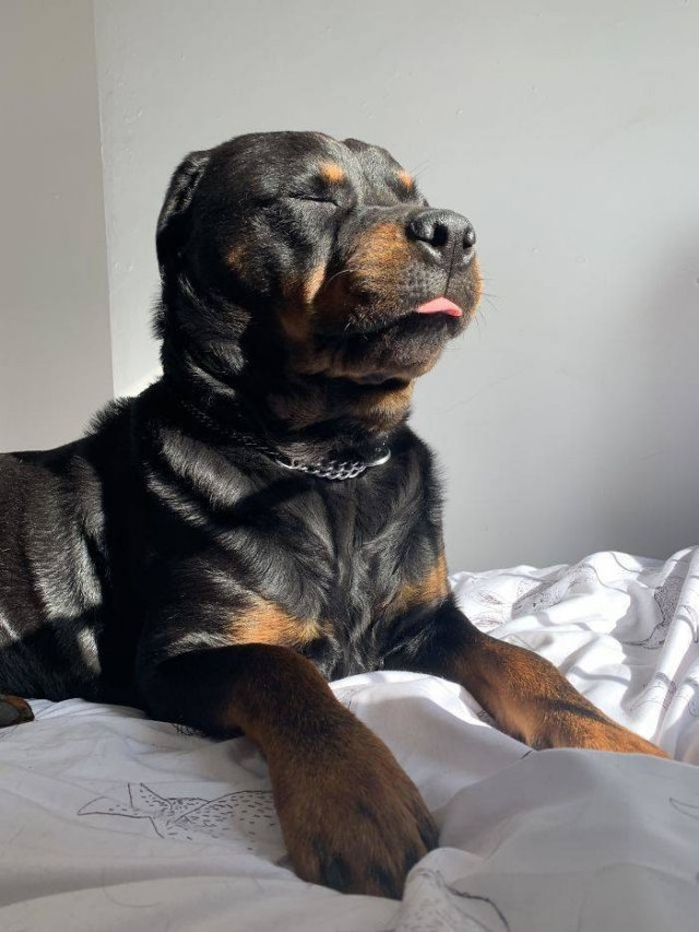 They Love The Sun (30 pics) They Love The Sun (30 pics)