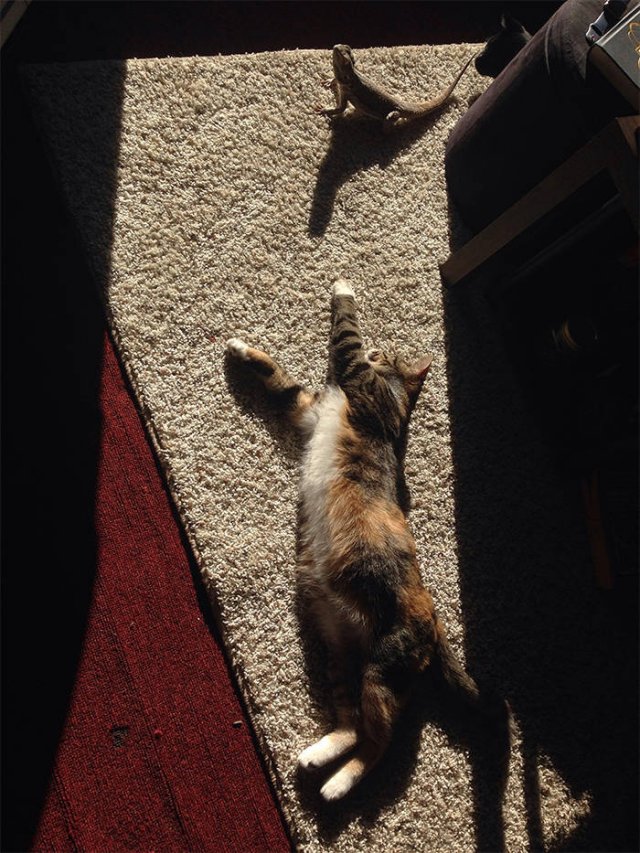 They Love The Sun (30 pics) They Love The Sun (30 pics)