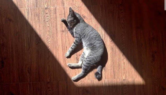 They Love The Sun (30 pics)