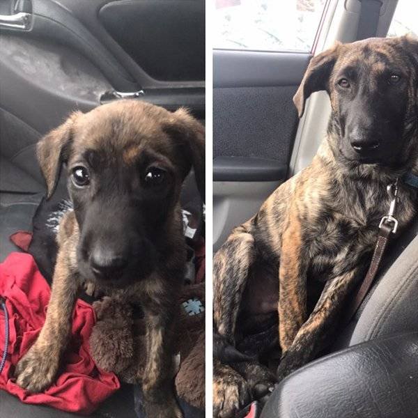 Adoption Pets (32 pics)