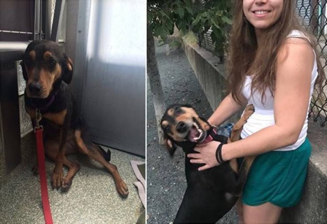 Adoption Pets (32 pics)