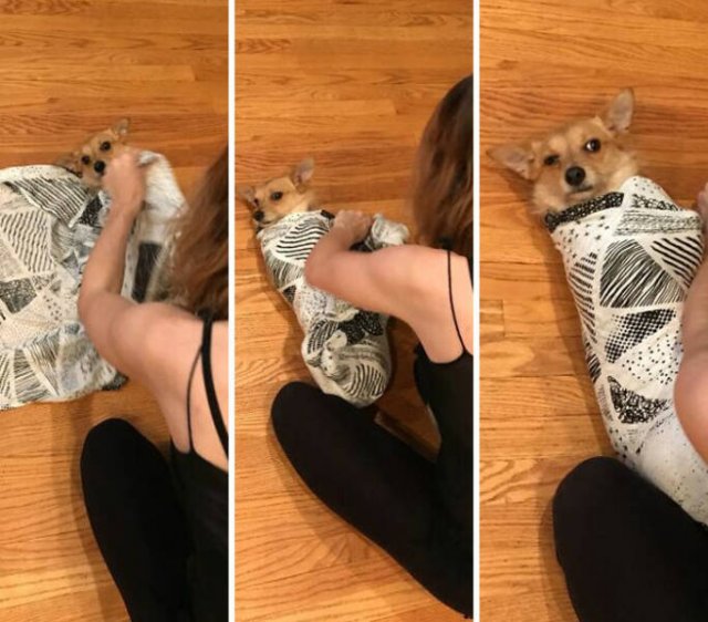 Family Jokes About Pregnancy (23 pics)