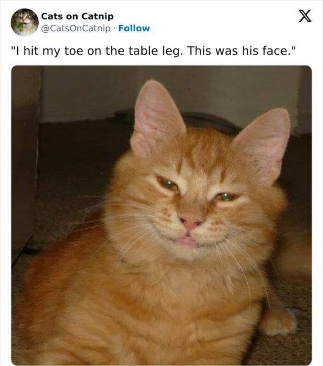 Funny Memes (25 pics)
