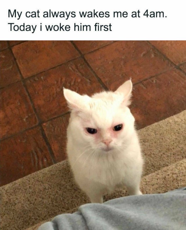 Funny Memes (25 pics)