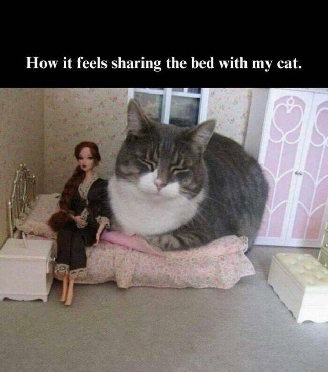 Funny Memes (25 pics)