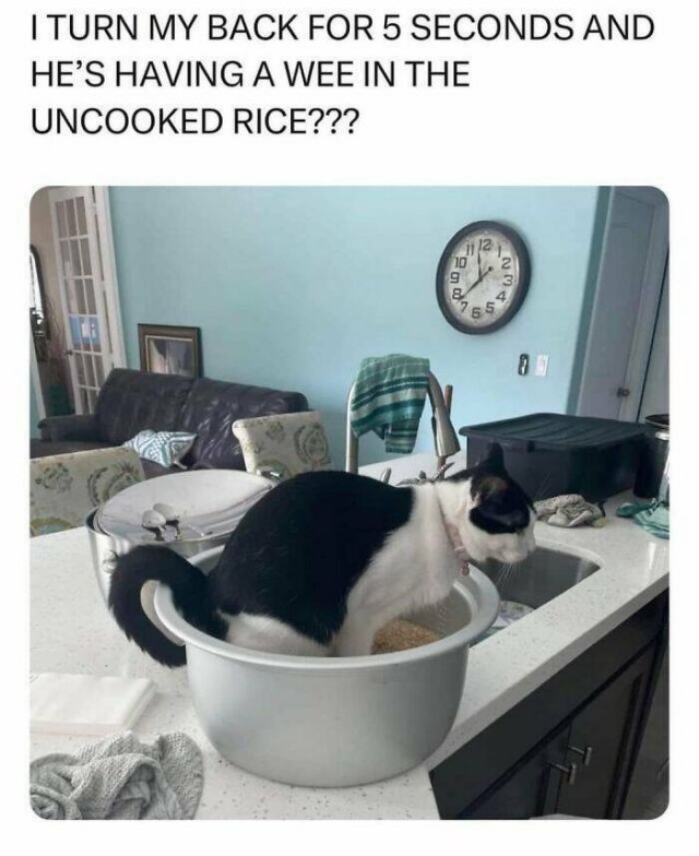 Funny Memes (25 pics)