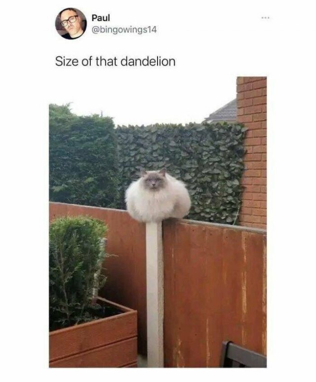 Funny Memes (25 pics)