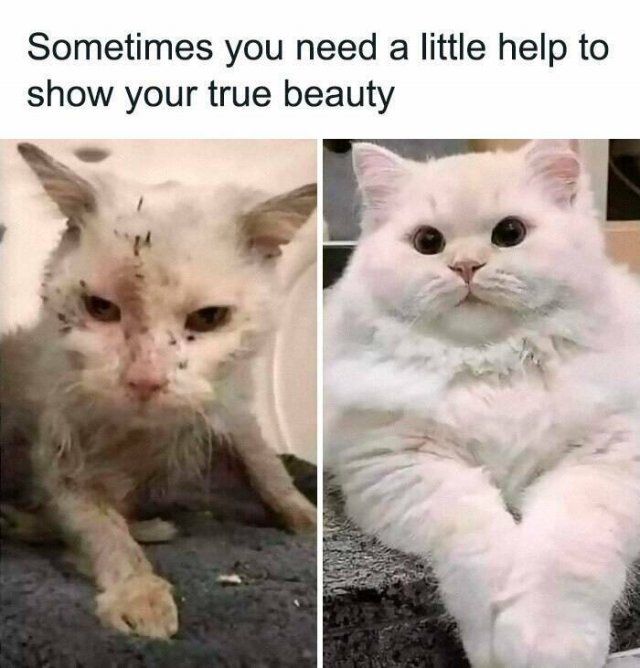 Funny Memes (25 pics)