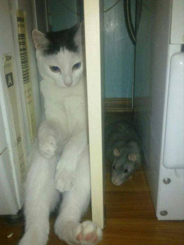 Funny Animals (55 pics)
