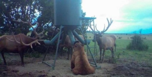 Funny Animals (55 pics)