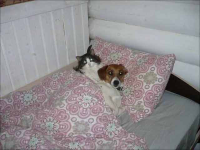 Funny Animals (55 pics)