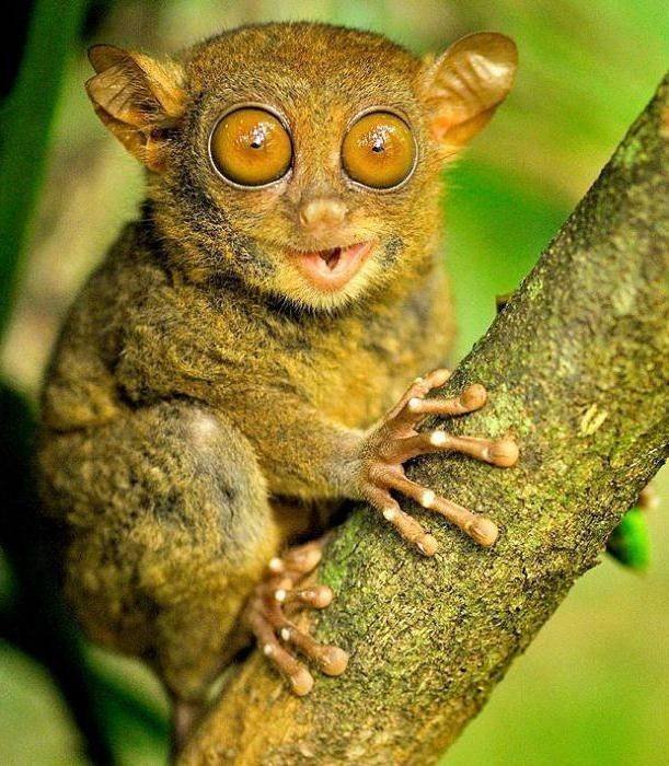 Funny Animals (55 pics)