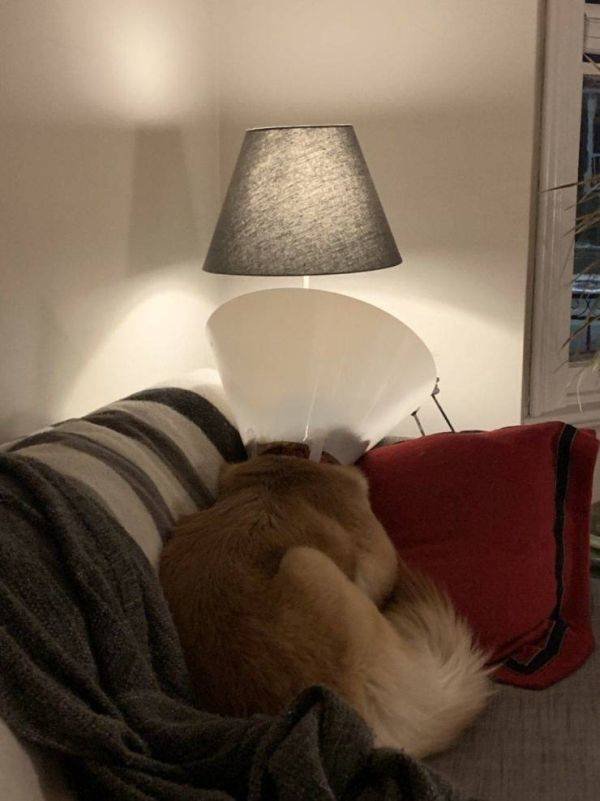 Funny Animals (55 pics)