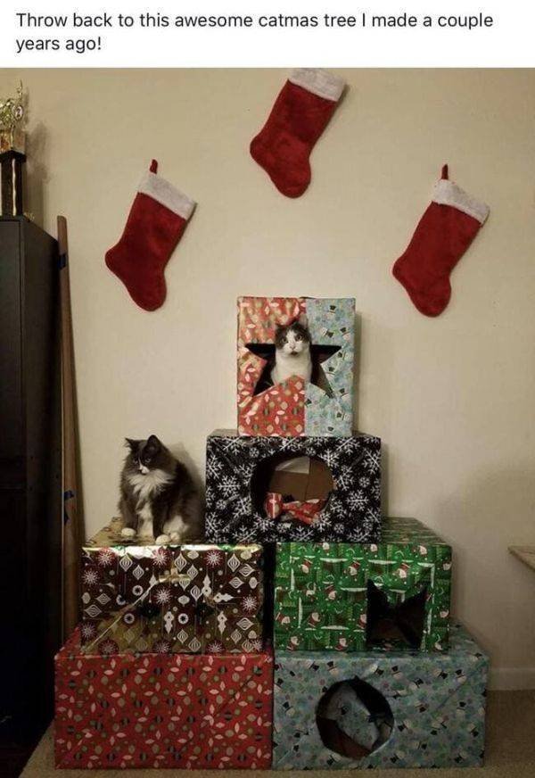 Funny Animals (55 pics)