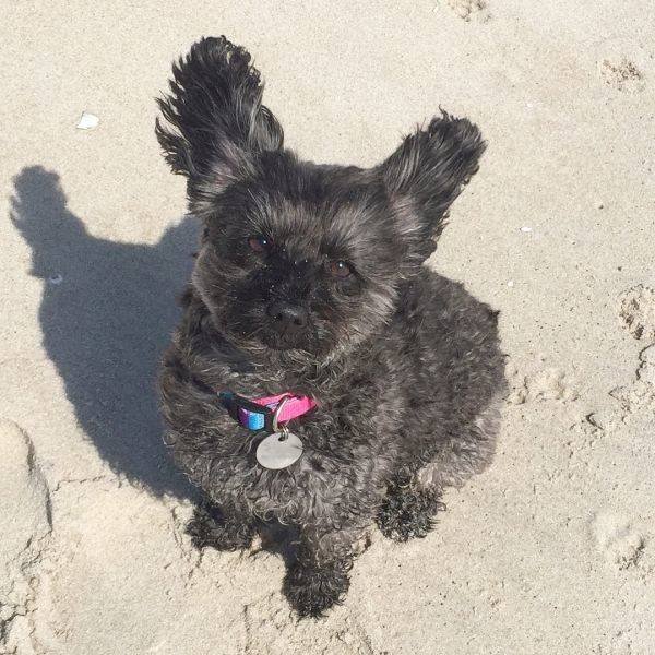 Mixed Dog Breeds (25 pics) Mixed Dog Breeds (25 pics)