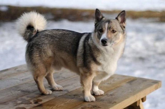 Mixed Dog Breeds (25 pics) Mixed Dog Breeds (25 pics)