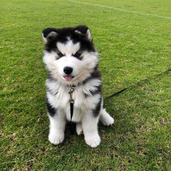 Mixed Dog Breeds (25 pics) Mixed Dog Breeds (25 pics)