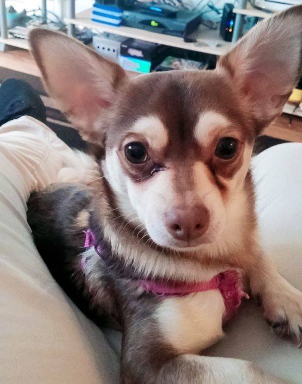 Mixed Dog Breeds (25 pics) Mixed Dog Breeds (25 pics)