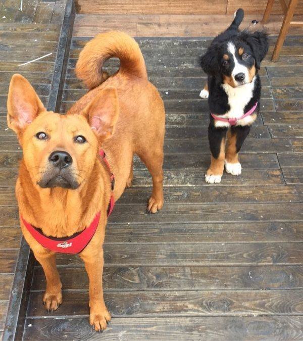 Mixed Dog Breeds (25 pics) Mixed Dog Breeds (25 pics)