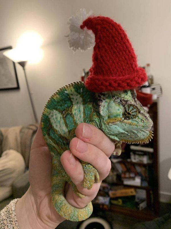 Funny Animals (55 pics)