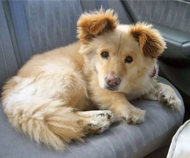 Mixed Dog Breeds (25 pics) Mixed Dog Breeds (25 pics)
