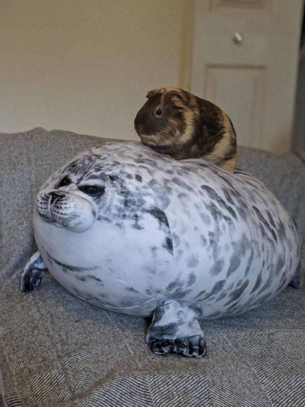 Funny Animals (55 pics)
