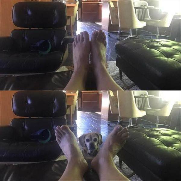 Funny Animals (55 pics)