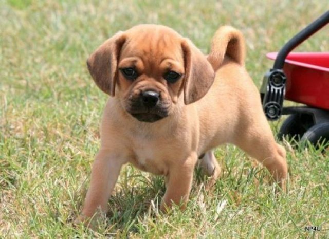 Mixed Dog Breeds (25 pics) Mixed Dog Breeds (25 pics)