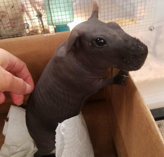 Nature Knows How To Surprise (20 pics)