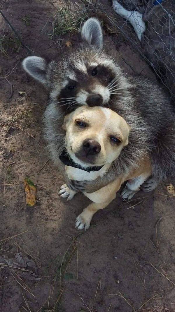 Funny Animals (55 pics)
