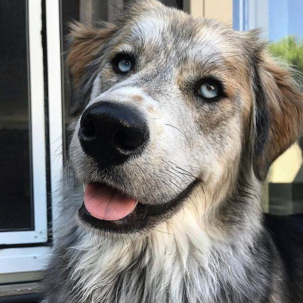 Mixed Dog Breeds (25 pics) Mixed Dog Breeds (25 pics)