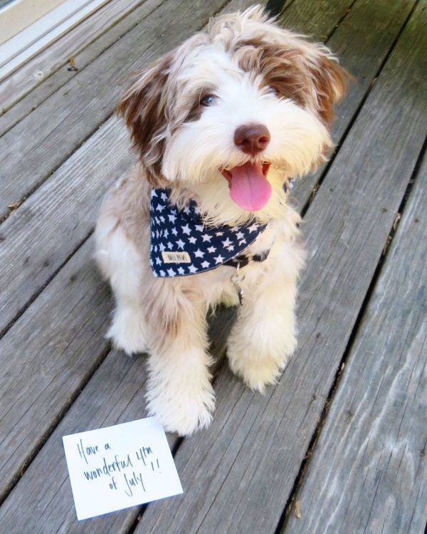 Mixed Dog Breeds (25 pics) Mixed Dog Breeds (25 pics)