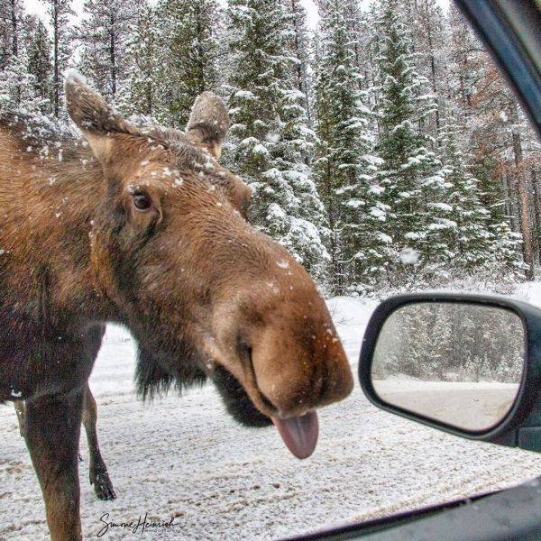 Funny Animals (55 pics)