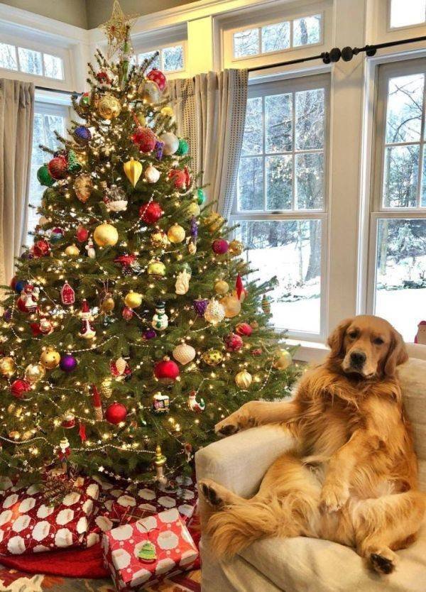 Funny Animals (55 pics)