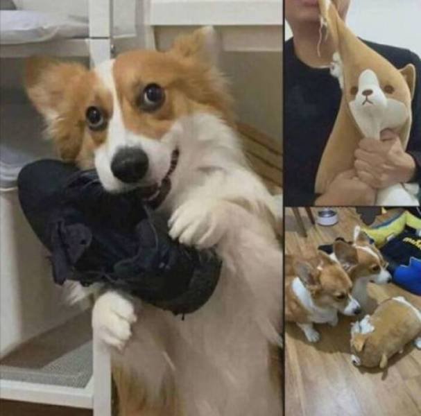 Funny Animals (55 pics)