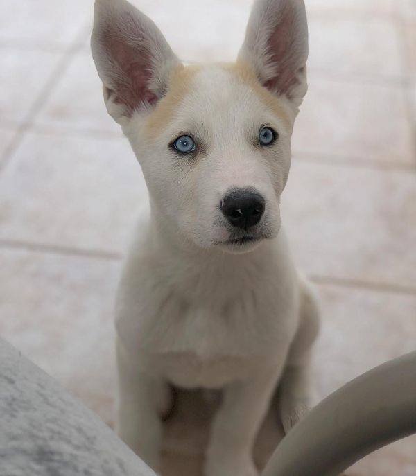 Mixed Dog Breeds (25 pics) Mixed Dog Breeds (25 pics)