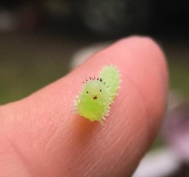 Nature Knows How To Surprise (20 pics)